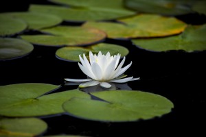 lotus-3144893_1920